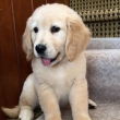 Male and Female Golden Retriever Puppies Available